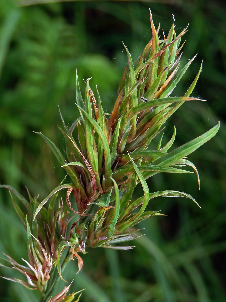 Srha laločnatá (říznačka) (Dactylis glomerata L.) - proliferace (4b)