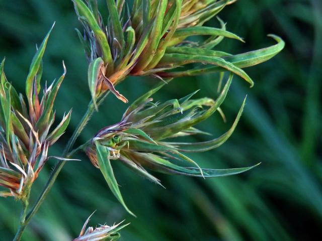 Srha laločnatá (říznačka) (Dactylis glomerata L.) - proliferace (4c)