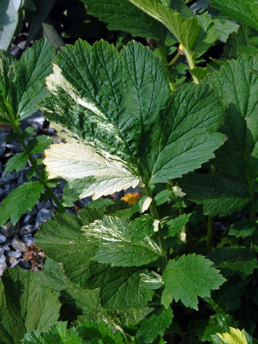 Kuklík šarlatový (Geum coccineum Sibth. & Sm.) s panašovanými listy (1b)