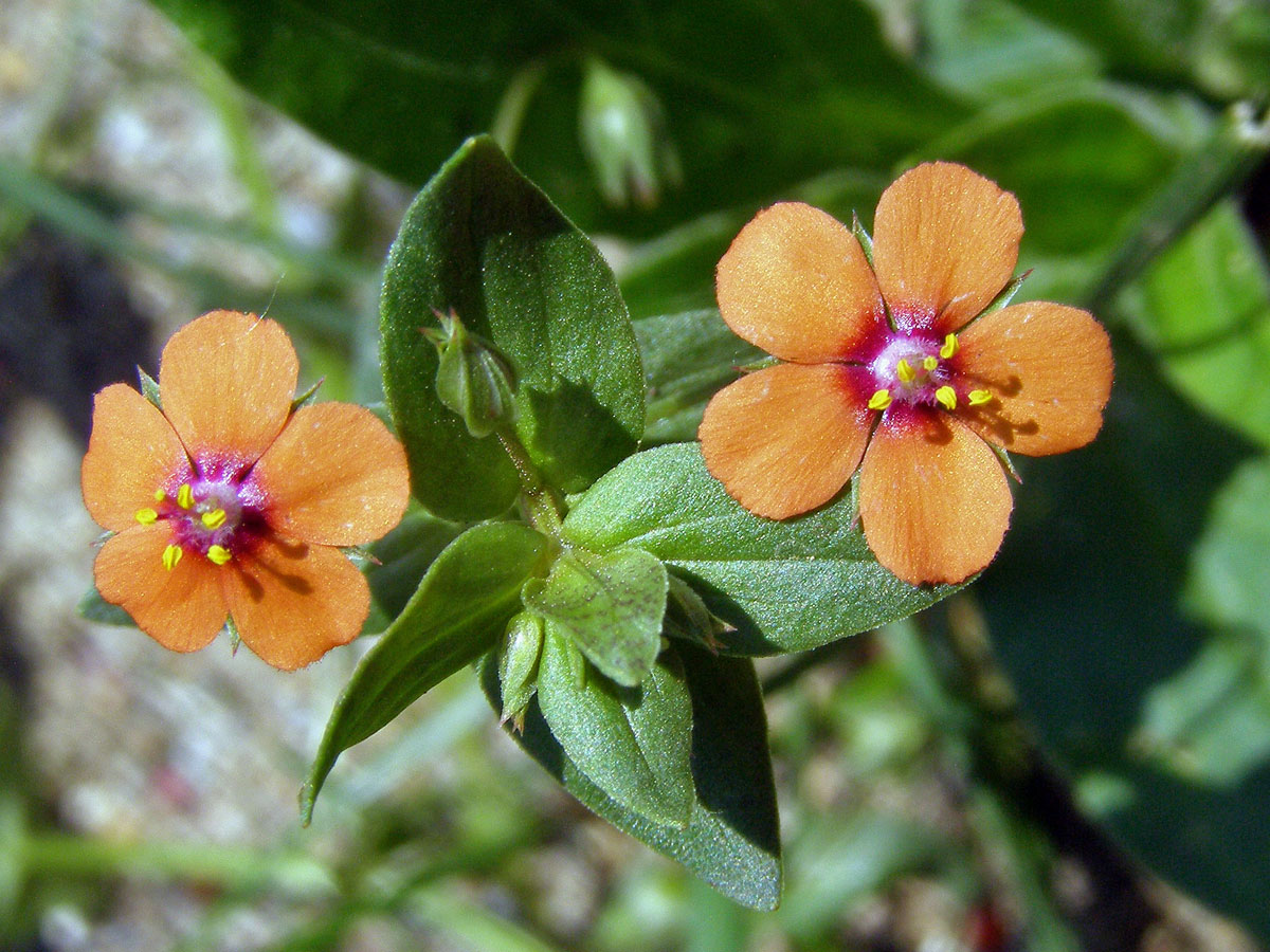 Drchnička rolní (Anagalis arvensis L.)