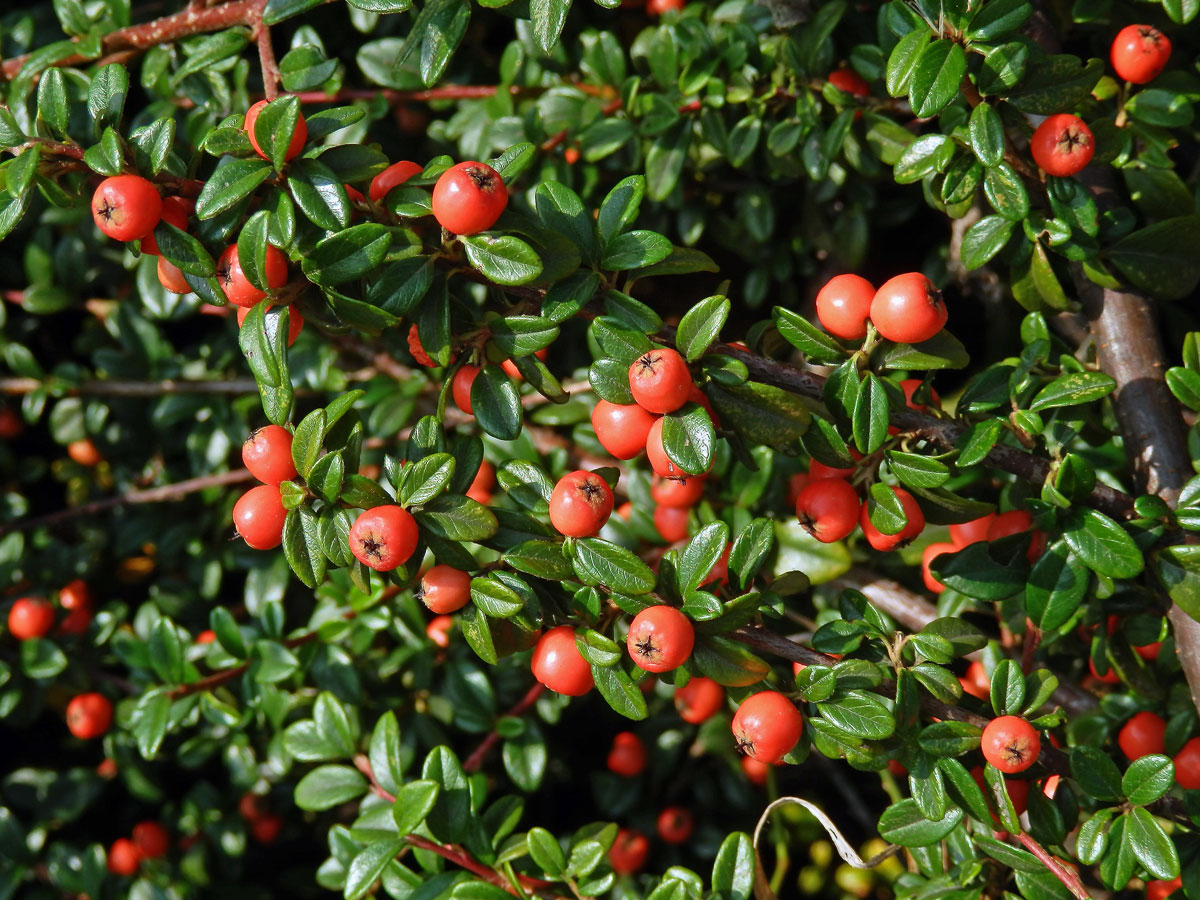 Skalník zimostrázolistý (Cotoneaster buxifolius Wall. ex Lindl.)