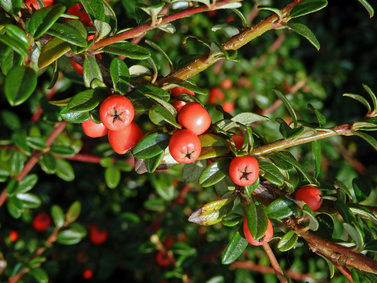 Skalník zimostrázolistý (Cotoneaster buxifolius Wall. ex Lindl.)