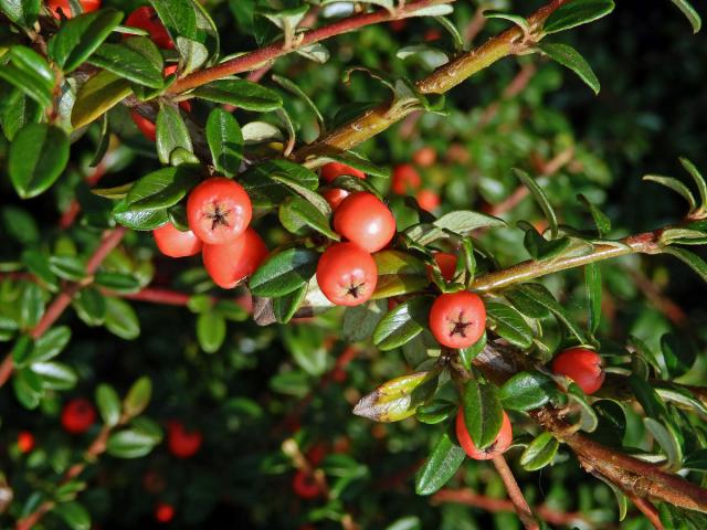 Skalník zimostrázolistý (Cotoneaster buxifolius Wall. ex Lindl.)