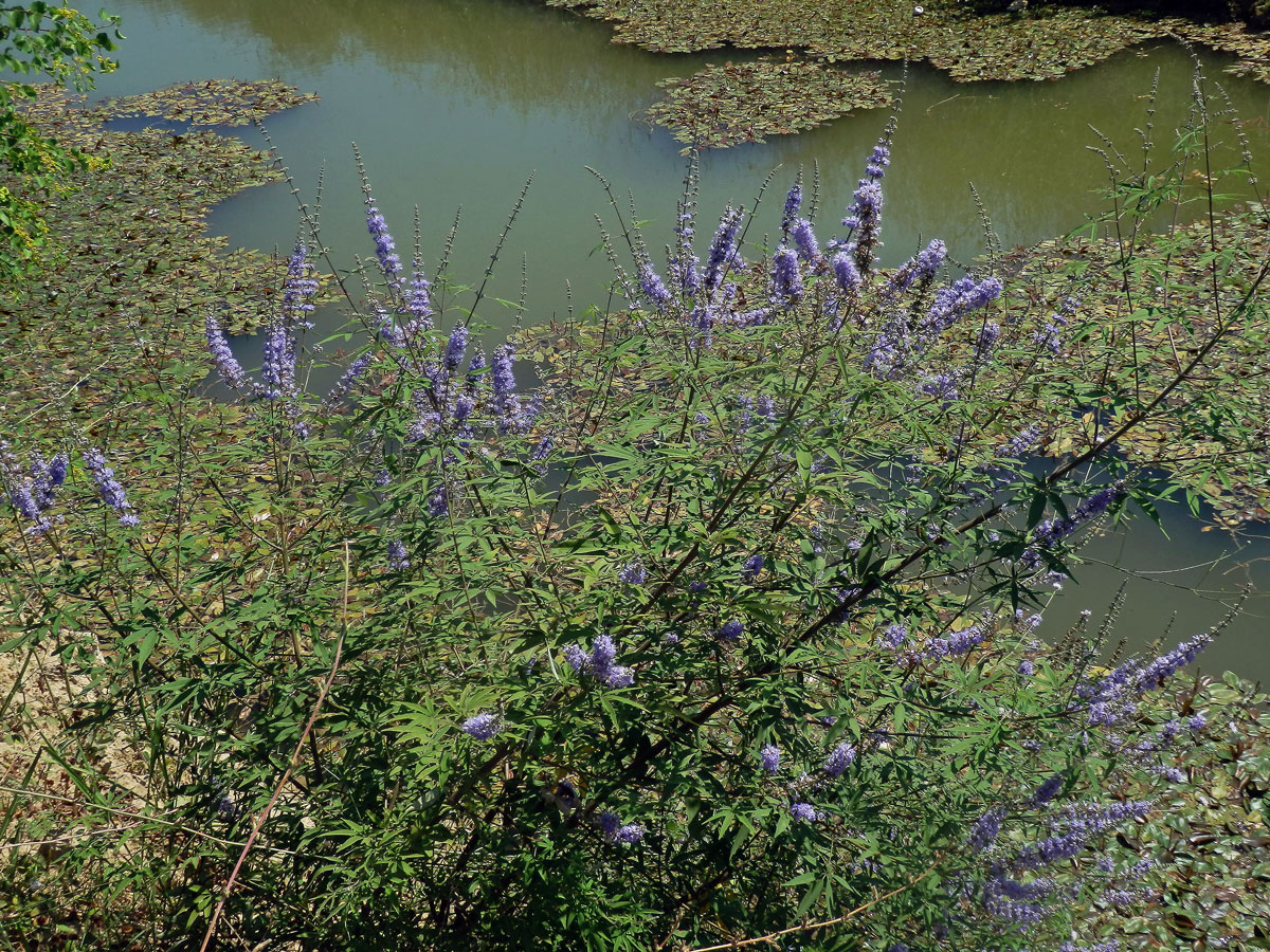 Drmek obecný (Vitex agnus-castus L.)