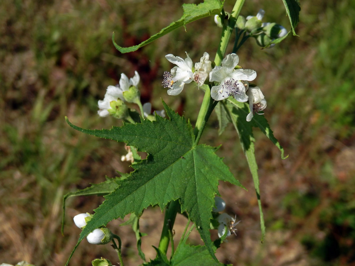 Vlákeň oboupohlavná (Sida hermaphrodita (L.) Rusby)