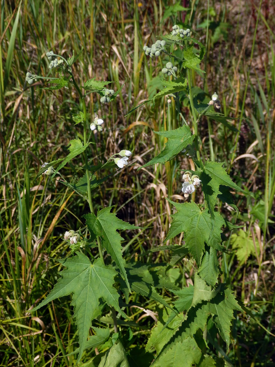 Vlákeň oboupohlavná (Sida hermaphrodita (L.) Rusby)