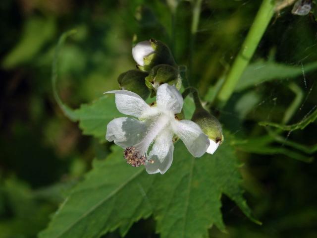 Vlákeň oboupohlavná (Sida hermaphrodita (L.) Rusby)