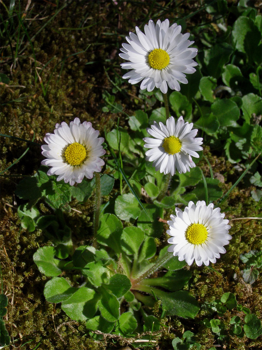 Sedmikráska obecná - chudobka (Bellis perennis L.)