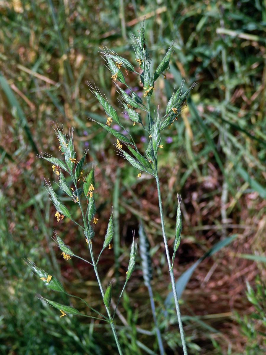 Sveřep měkký (Bromus hordeaceus L.)