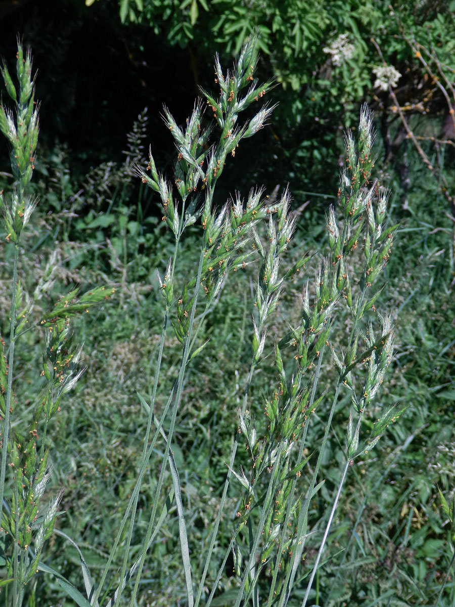 Sveřep měkký (Bromus hordeaceus L.)