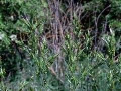 Sveřep měkký (Bromus hordeaceus L.)