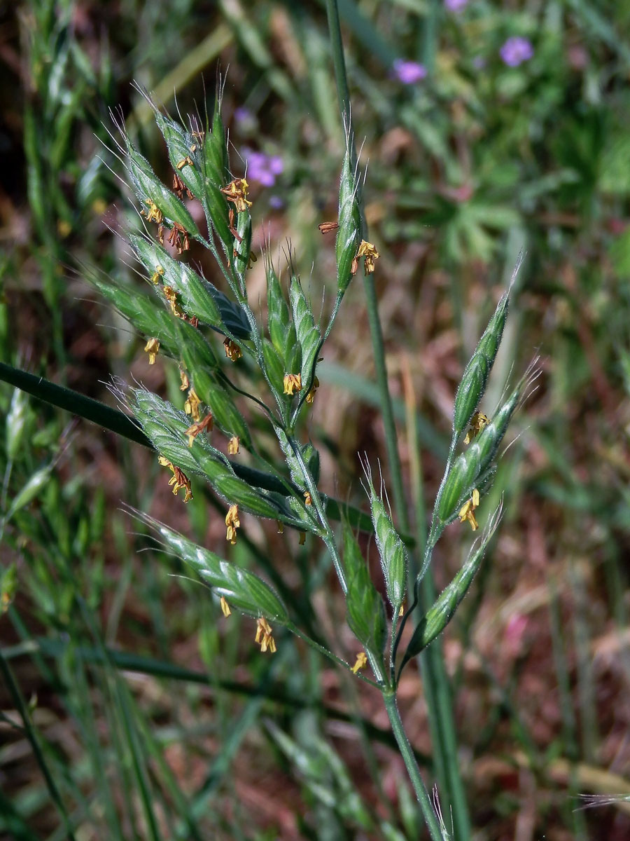 Sveřep měkký (Bromus hordeaceus L.)