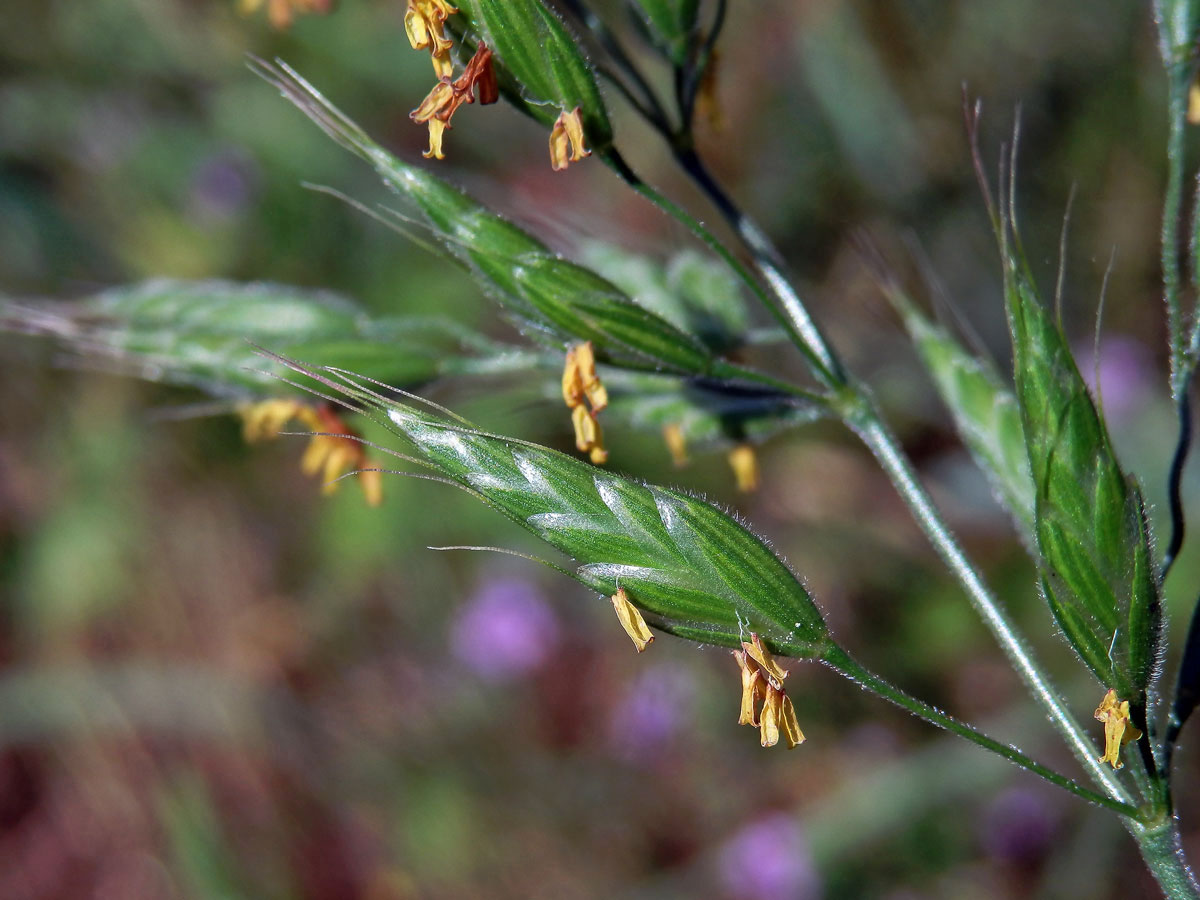 Sveřep měkký (Bromus hordeaceus L.)