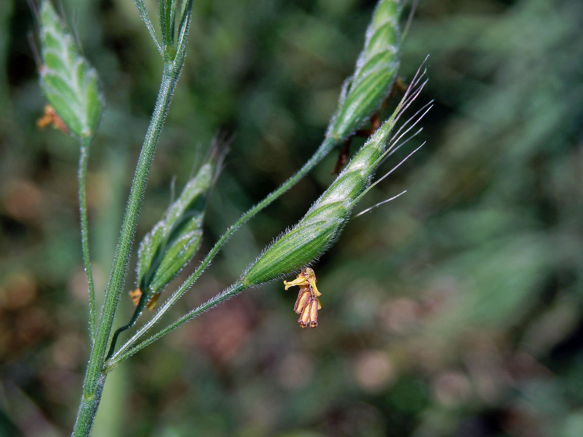 Sveřep měkký (Bromus hordeaceus L.)