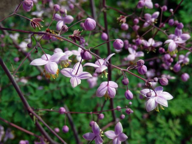 Žluťucha (Thalictrum delavayi Franch.)