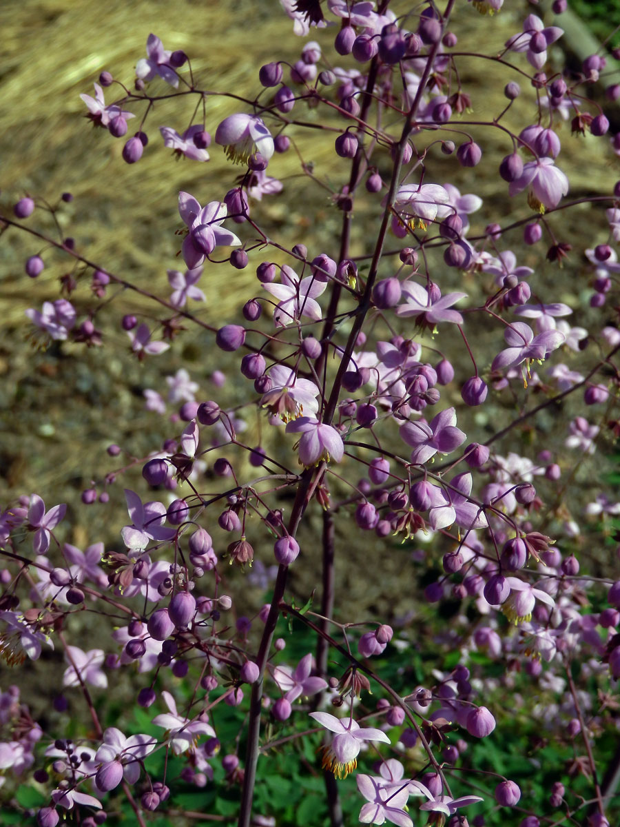 Žluťucha (Thalictrum delavayi Franch.)