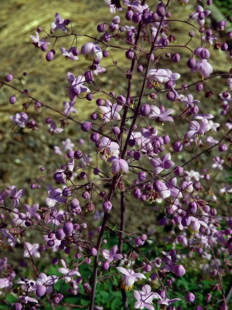 Žluťucha (Thalictrum delavayi Franch.)