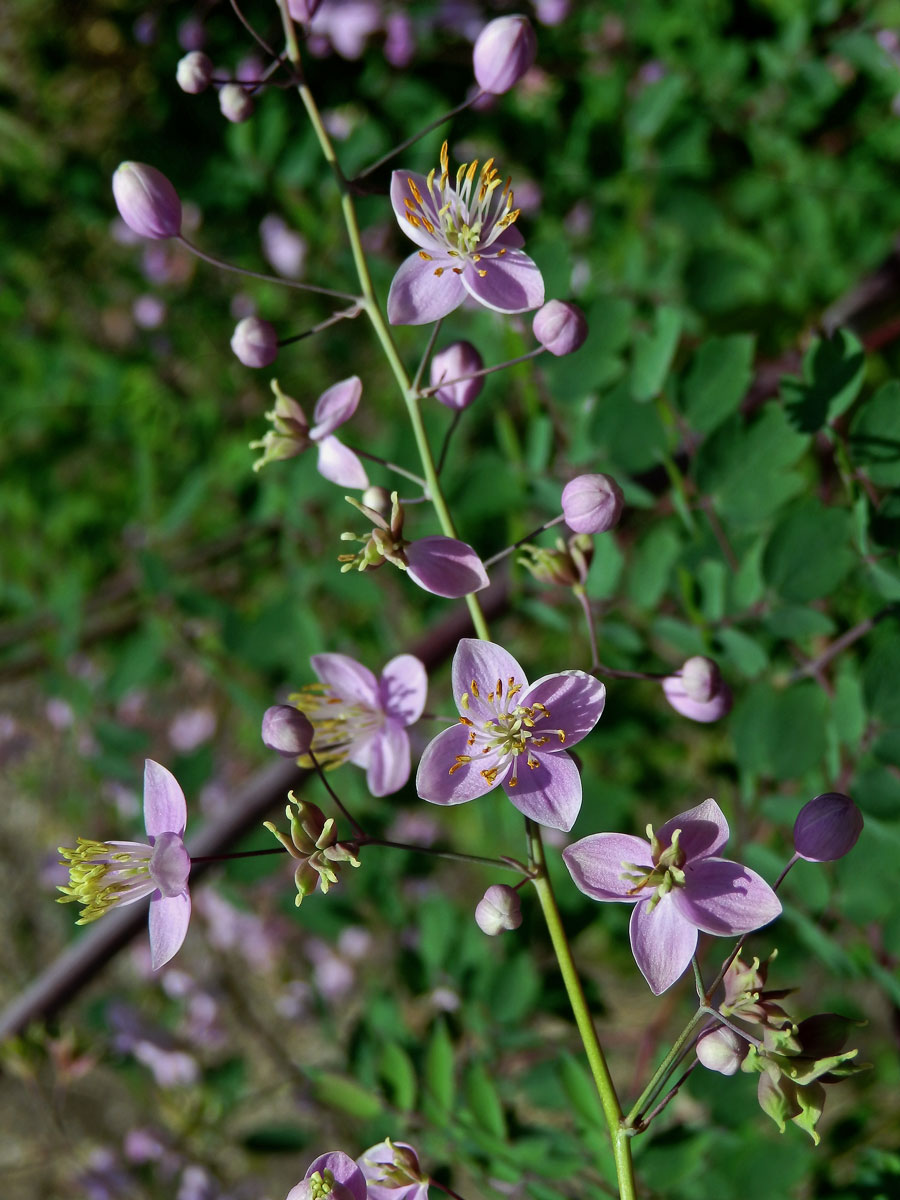 Žluťucha (Thalictrum delavayi Franch.)