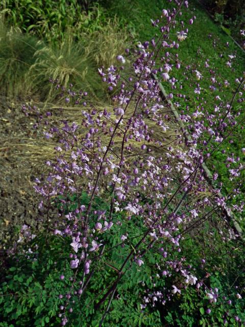 Žluťucha (Thalictrum delavayi Franch.)