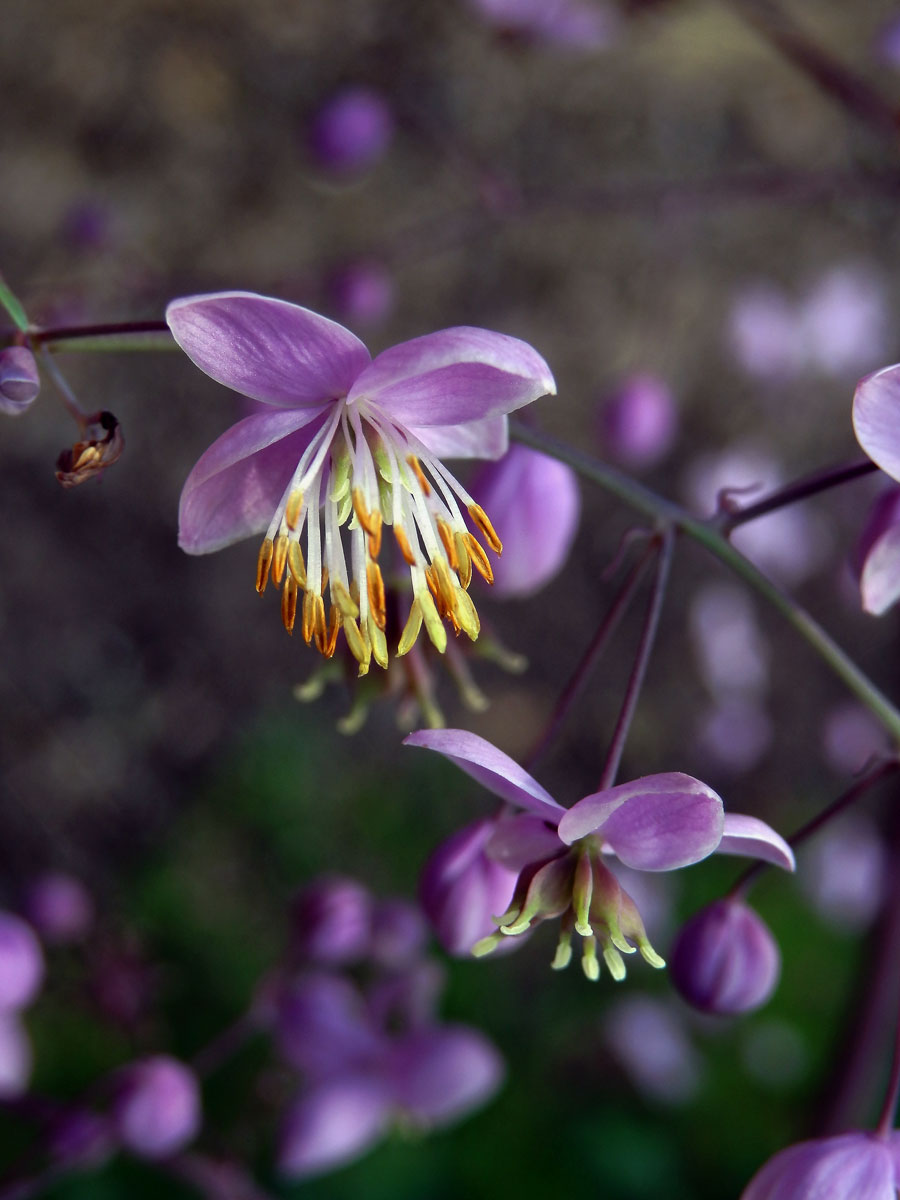 Žluťucha (Thalictrum delavayi Franch.)