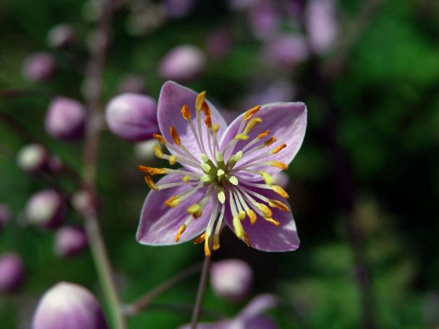 Žluťucha (Thalictrum delavayi Franch.)