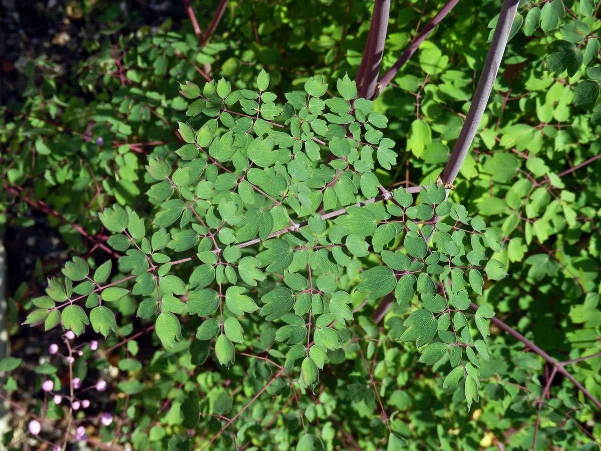 Žluťucha (Thalictrum delavayi Franch.)