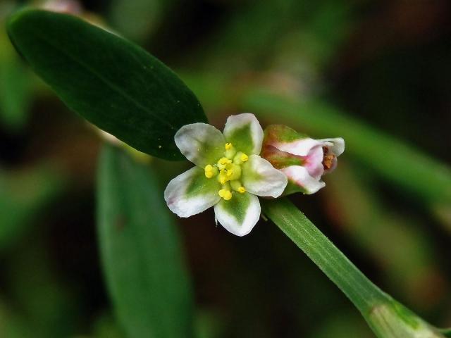 Truskavec ptačí (Polygonum aviculare L. s. str.)