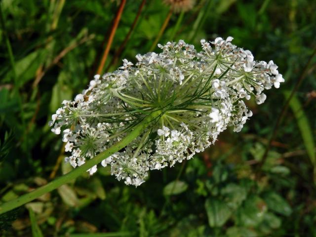 Mrkev obecná (Daucus carota L.), fasciace stonku (2)