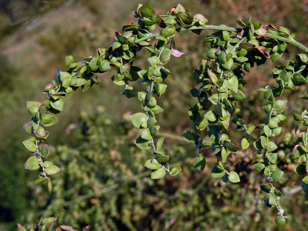 Lebeda lesklá (Atriplex sagittata Borkh.)