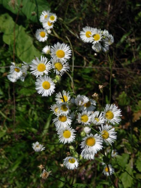 Turan roční (Erigeron annuus (L.) Pers.)