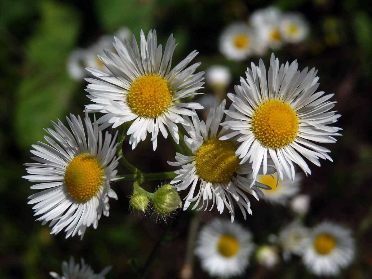 Turan roční (Erigeron annuus (L.) Pers.)