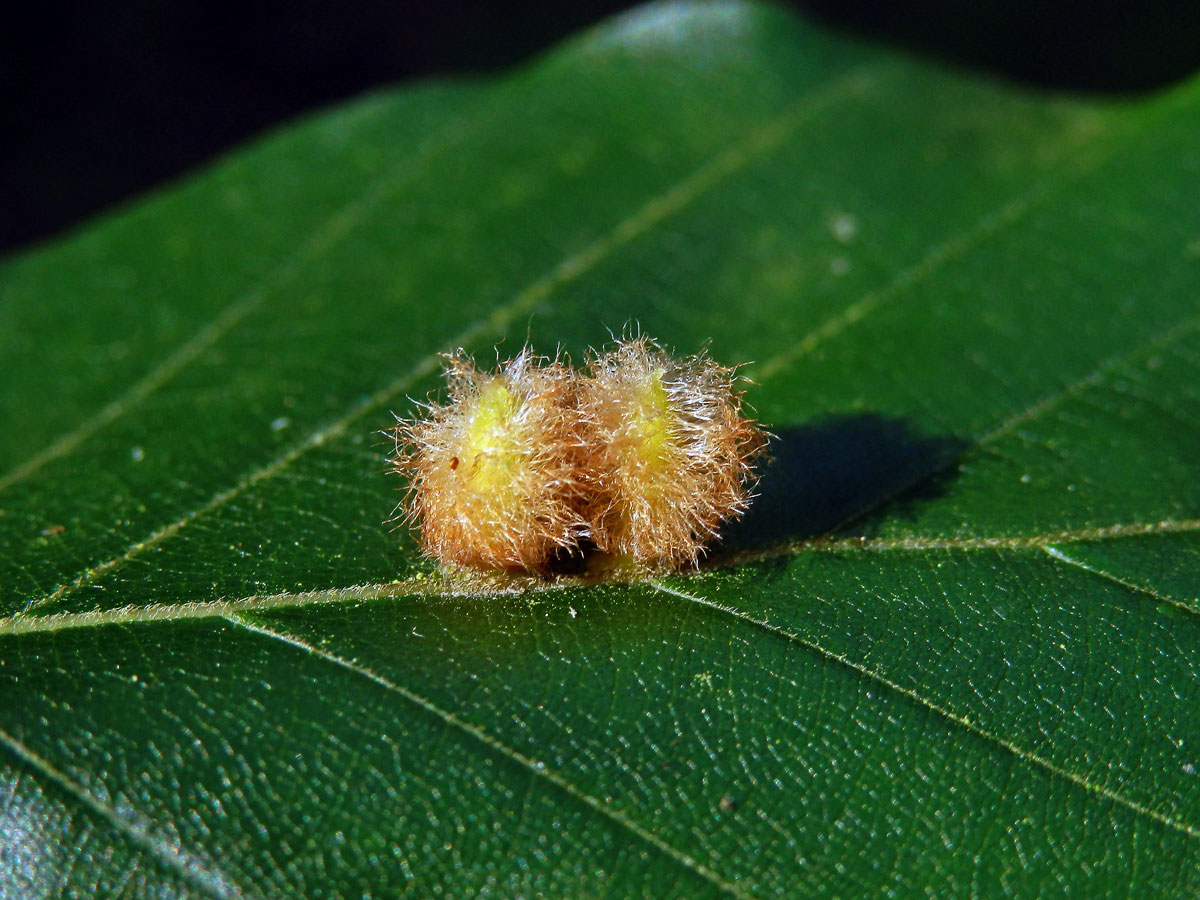 Hálky bejlomorky Hartigiola annulipes