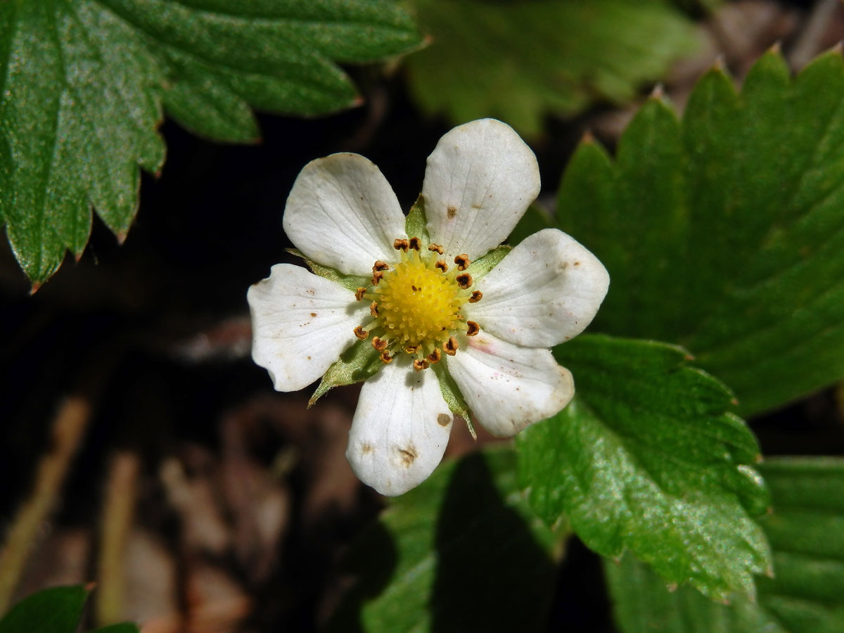 Jahodník obecný (Fragaria vesca L.), šestičetný květ (1b)