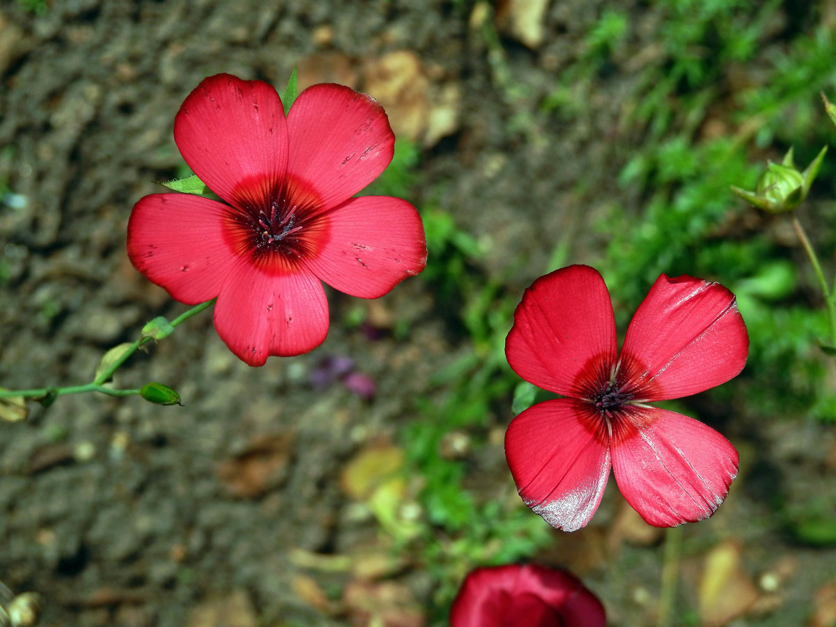 Len velkokvětý (Linum grandiflorum Desf.) s čtyřčetným květem