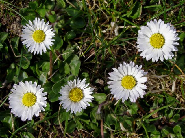 Sedmikráska obecná - chudobka (Bellis perennis L.)