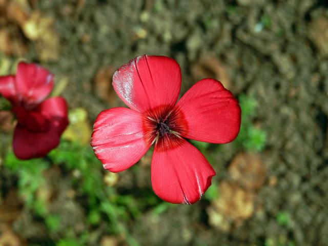 Len velkokvětý (Linum grandiflorum Desf.) s čtyřčetným květem