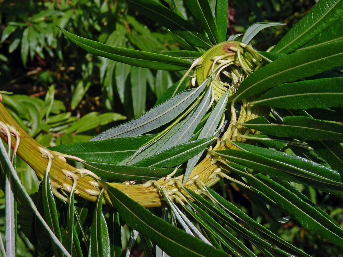 Fasciace větévek vrby (Salix L.)