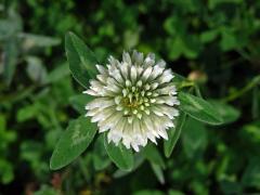 Jetel luční (Trifolium pratense L.) s květy bílé barvy (3d)