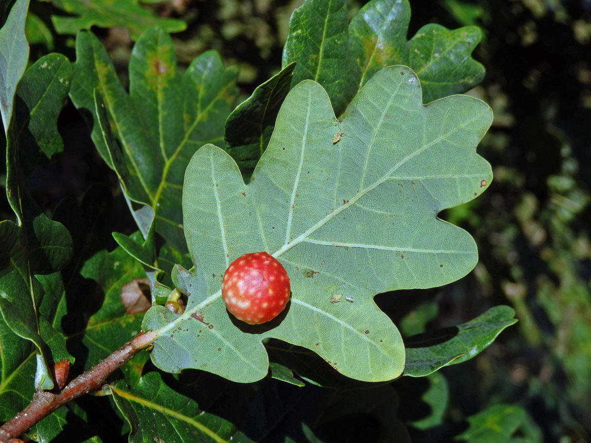 Hálky žlabatky dubové (Cynips quercusfolii)