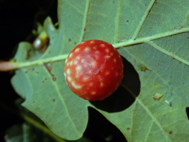 Hálky žlabatky dubové (Cynips quercusfolii)