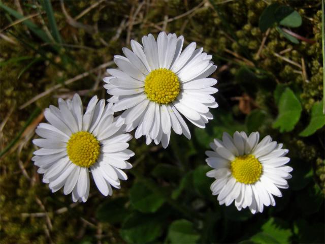 Sedmikráska obecná - chudobka (Bellis perennis L.)