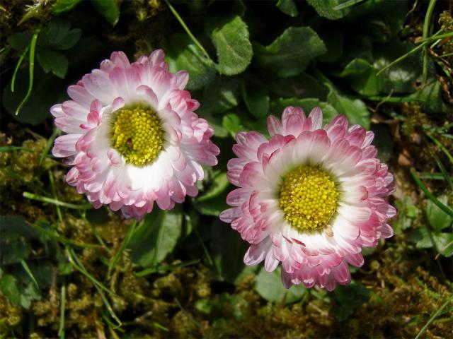 Sedmikráska obecná - chudobka (Bellis perennis L.)