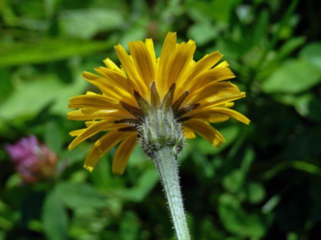 Máchelka srstnatá (Leontodon hispidus L.)