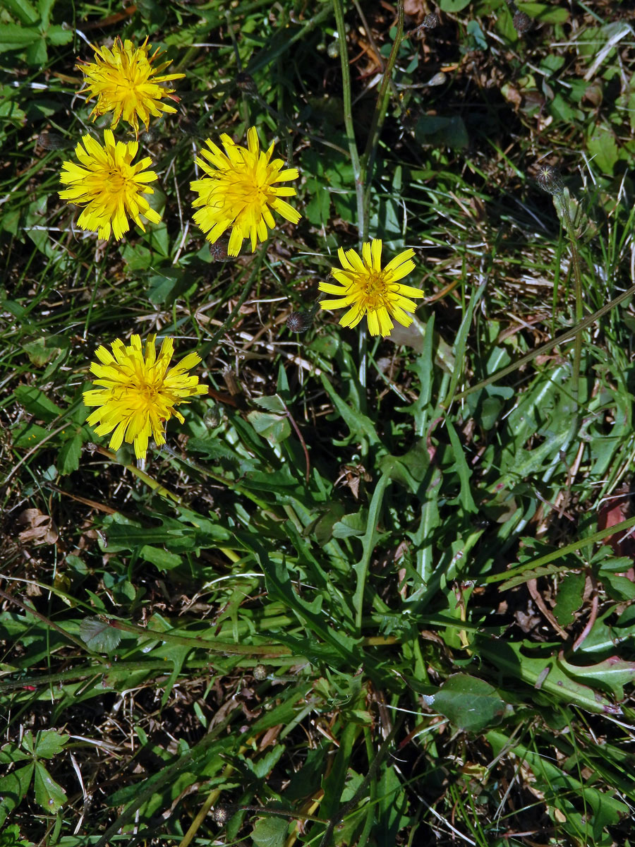 Máchelka podzimní (Leontodon autumnalis L.)