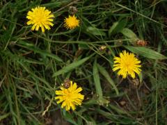 Máchelka podzimní (Leontodon autumnalis L.)