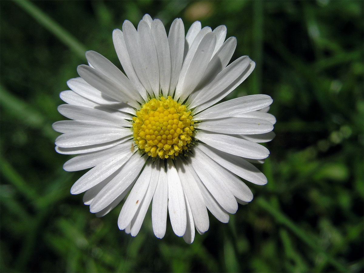 Sedmikráska obecná - chudobka (Bellis perennis L.)