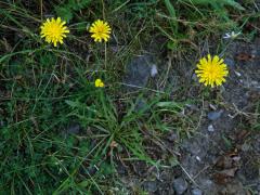 Máchelka podzimní (Leontodon autumnalis L.)