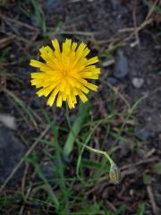 Máchelka podzimní (Leontodon autumnalis L.)