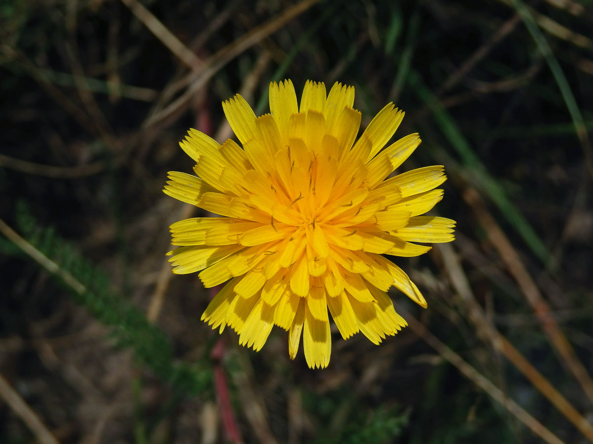 Máchelka podzimní (Leontodon autumnalis L.)