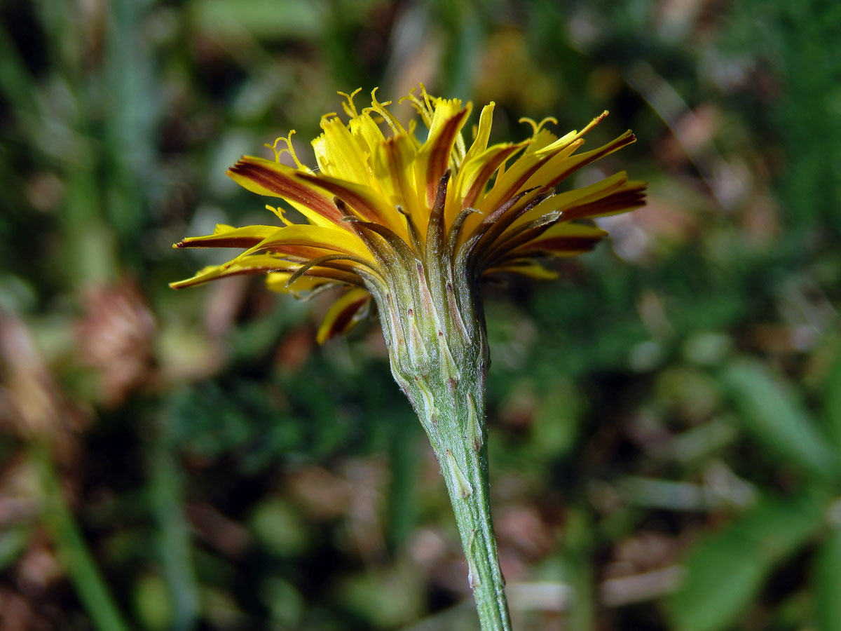 Máchelka podzimní (Leontodon autumnalis L.)